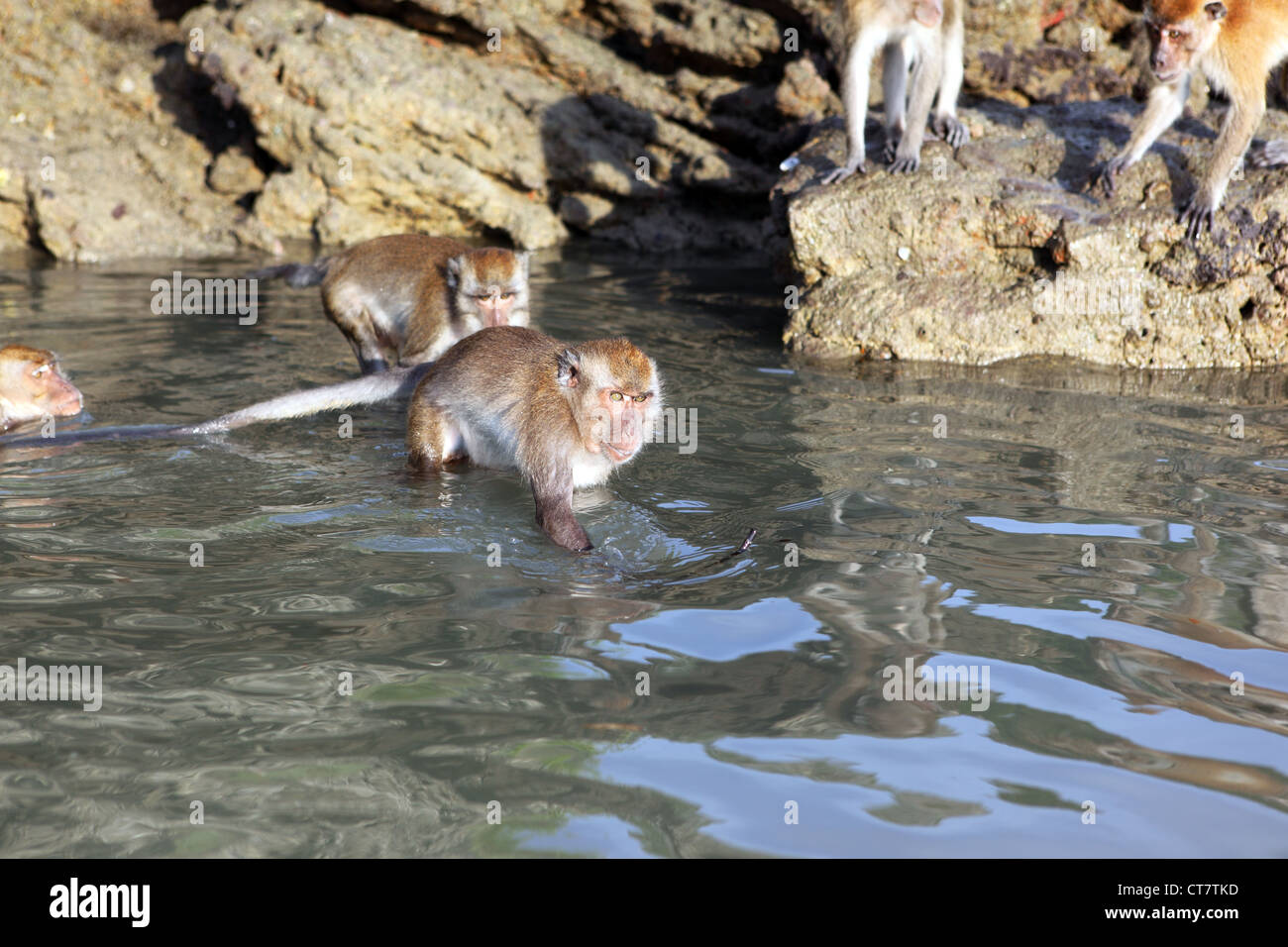 Long Tail scimmie macaco la balneazione ad Ao Nang Beach di Krabi, in Thailandia Foto Stock