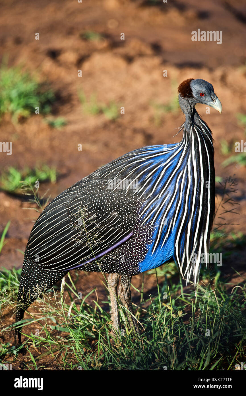 Ritratto di un uccello nel Samburu. Kenya, Africa. Foto Stock