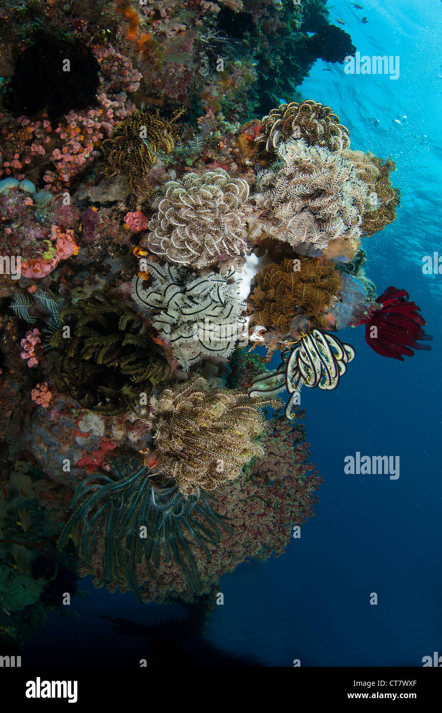 I colori del reef su dell'Angelo divesite finestra in stretto di Lembeh, Indonesia Foto Stock