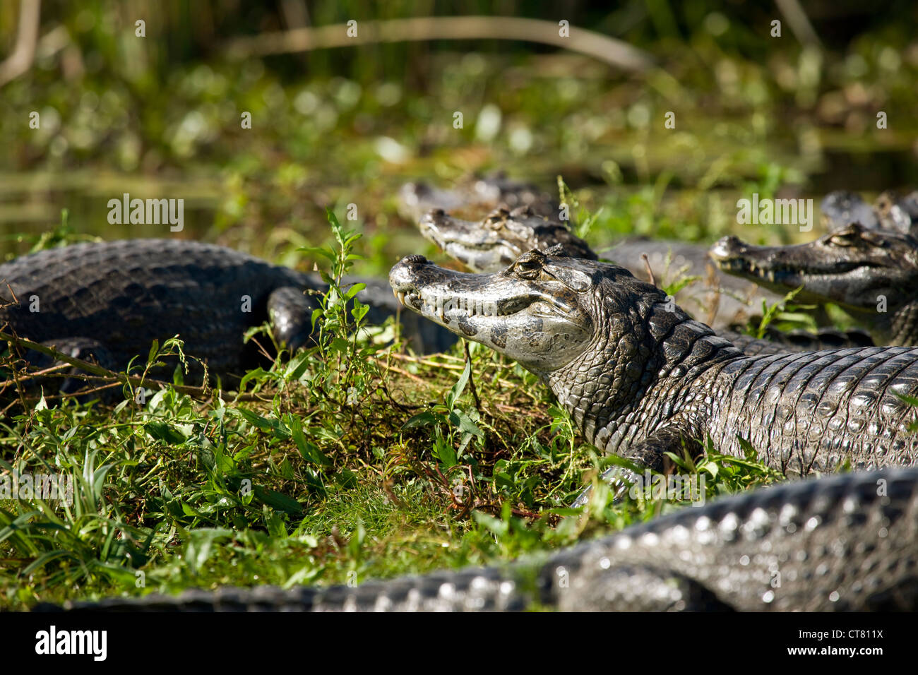 Caimano Yacares o nella Laguna Ibera Foto Stock