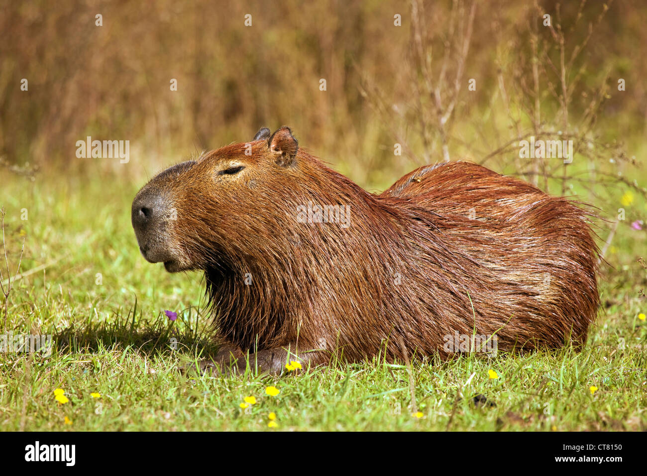 Capibara o carpincho Foto Stock