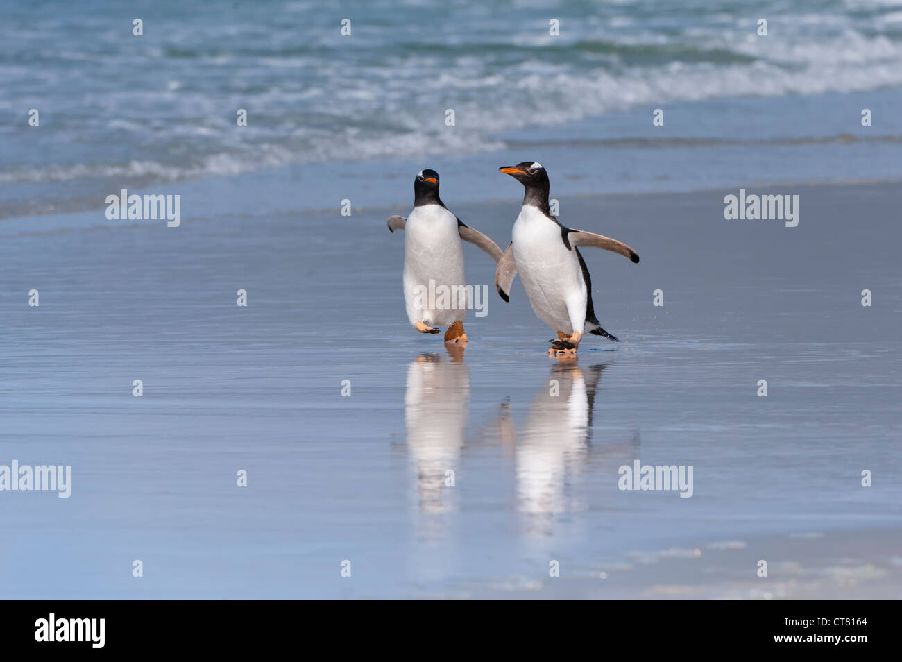 Due pinguini di Gentoo (Pygoscelis papua) passeggiate sulla spiaggia, Saunders Island, Isole Falkland Foto Stock