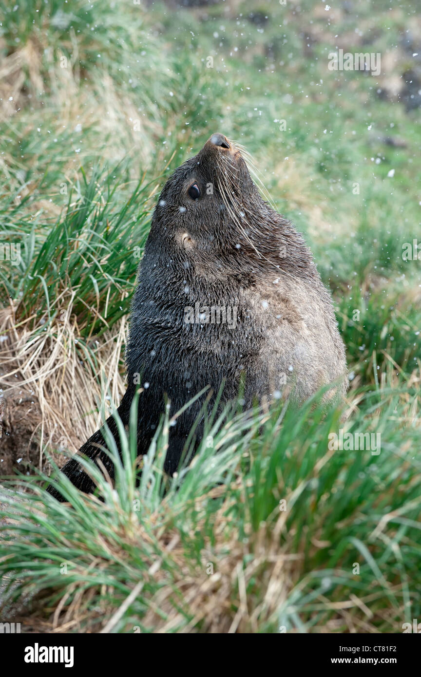 Antartico pelliccia sigillo (Arctocephalus gazella), Fortuna Bay, Isola Georgia del Sud Foto Stock