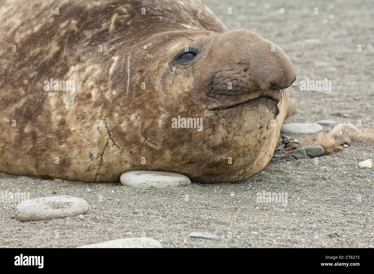 Maschio di elefante meridionale di tenuta (Mirounga leonina), St Andrews Bay, Isola Georgia del Sud Foto Stock