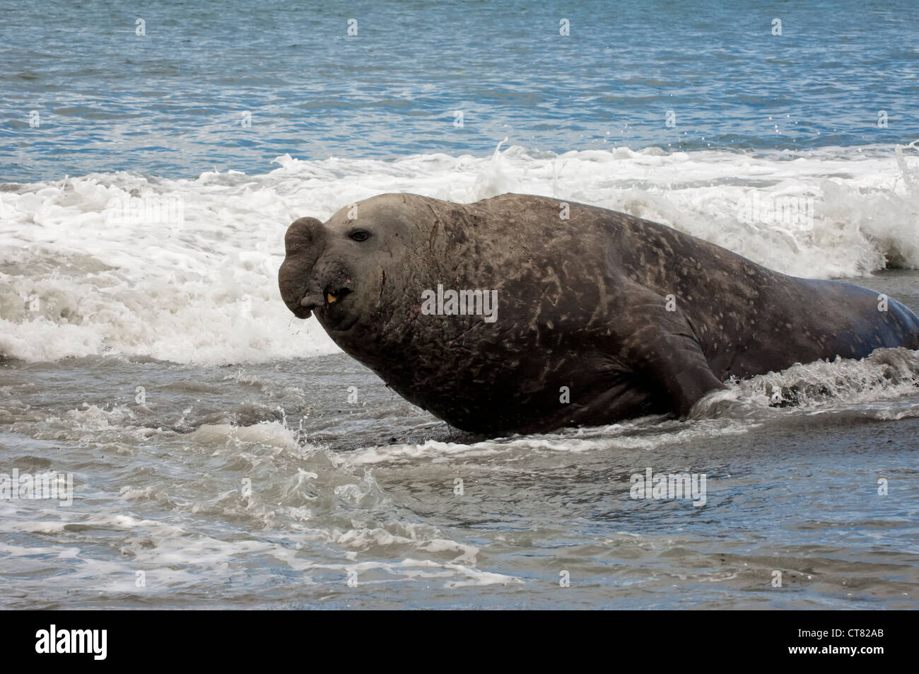 Maschio di carica Elefante marino del sud (Mirounga leonina), St Andrews Bay, Isola Georgia del Sud Foto Stock