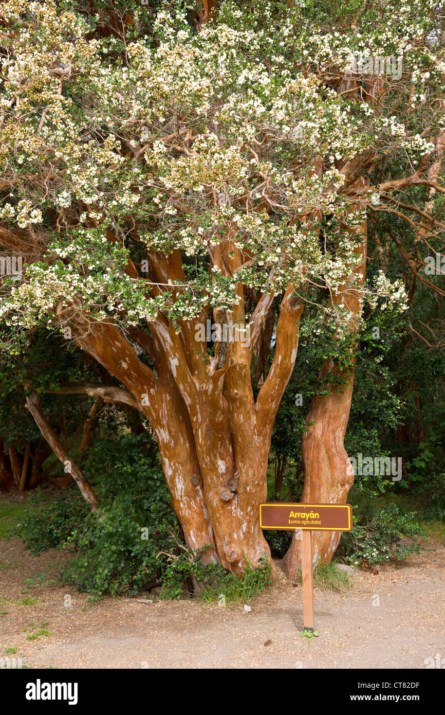 Arrayan albero nel Parque Nacional Los Arrayanes Foto Stock