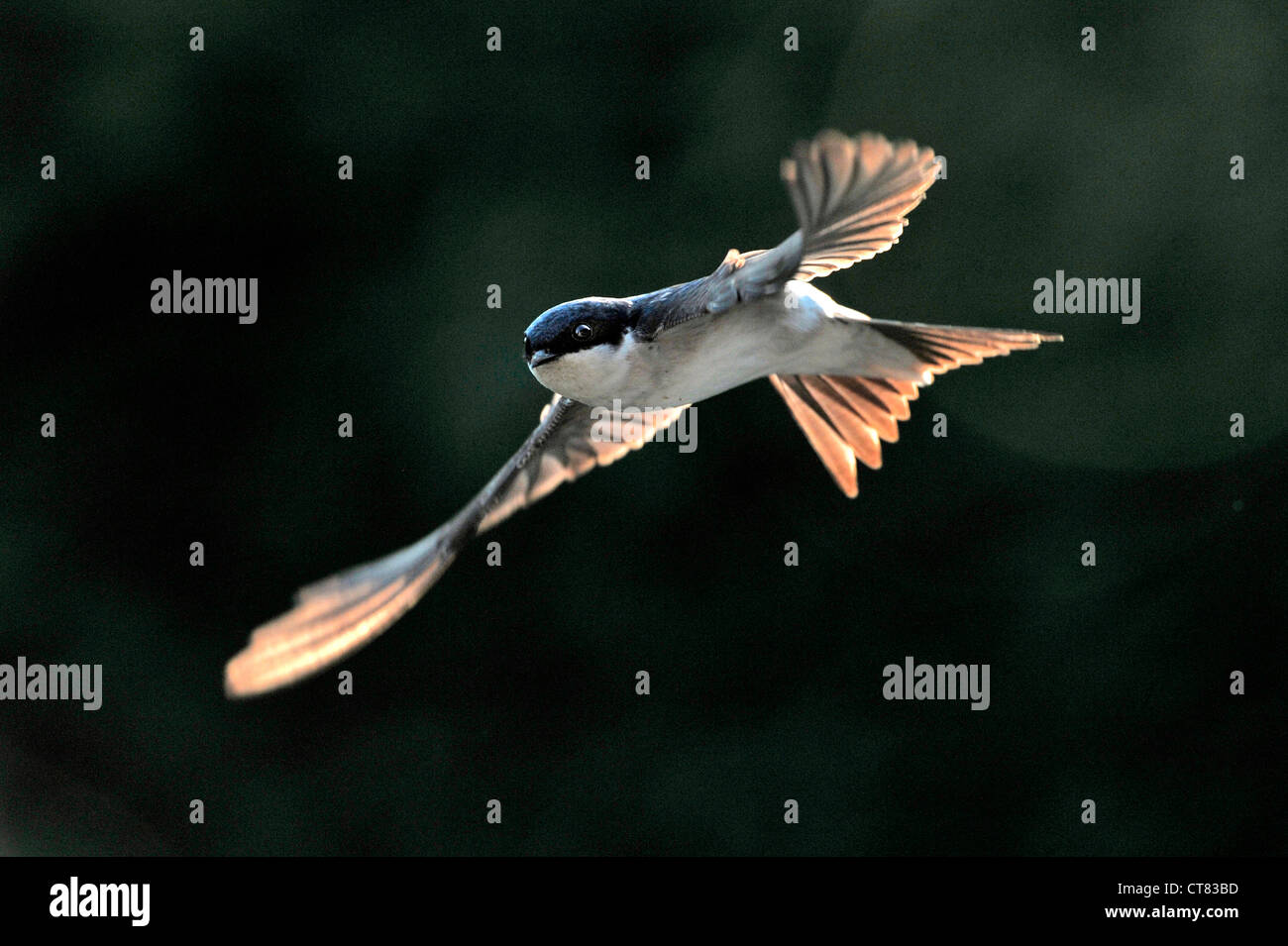 Casa Martin in volo Foto Stock