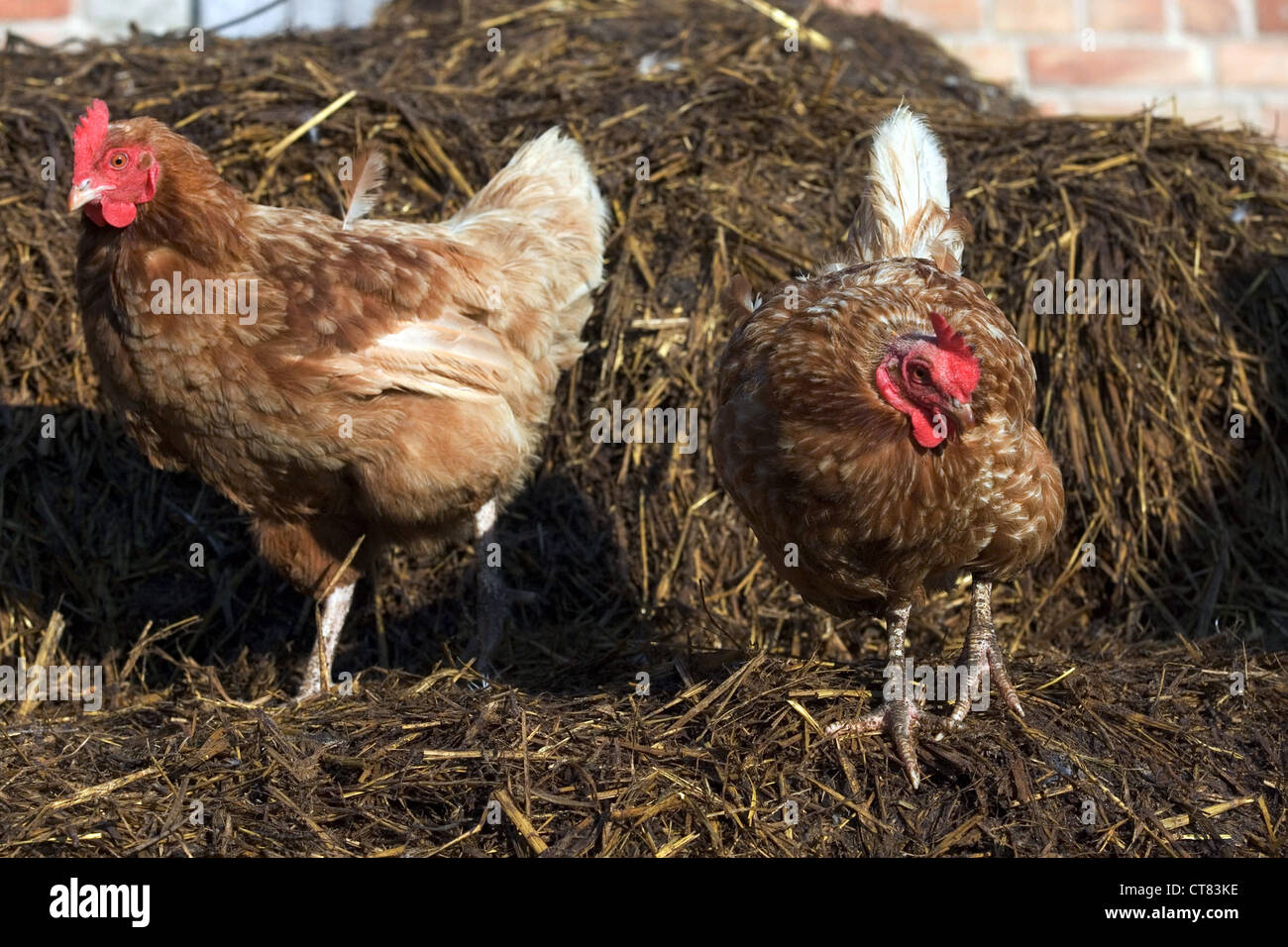 Mecklenburg, polli sul mucchio di letame Foto Stock