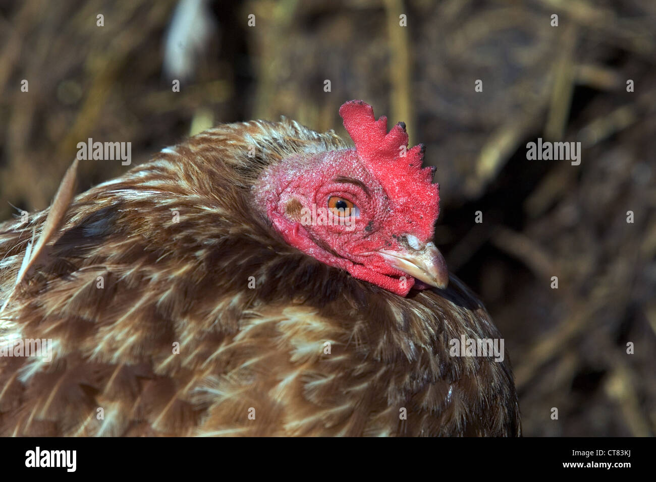 Mecklenburg, un pollo su un mucchio di letame Foto Stock
