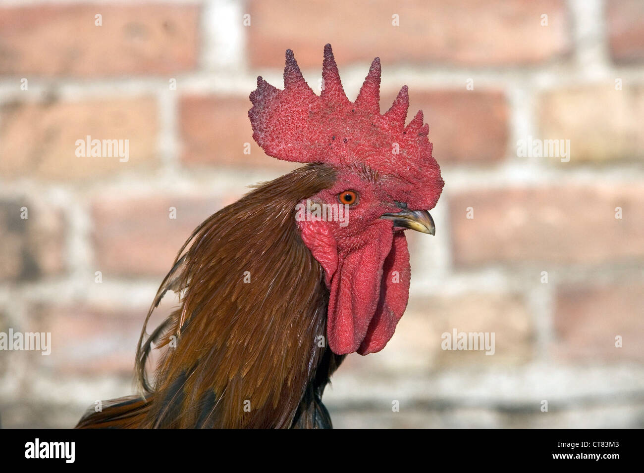 Ritratto di un gallo Foto Stock