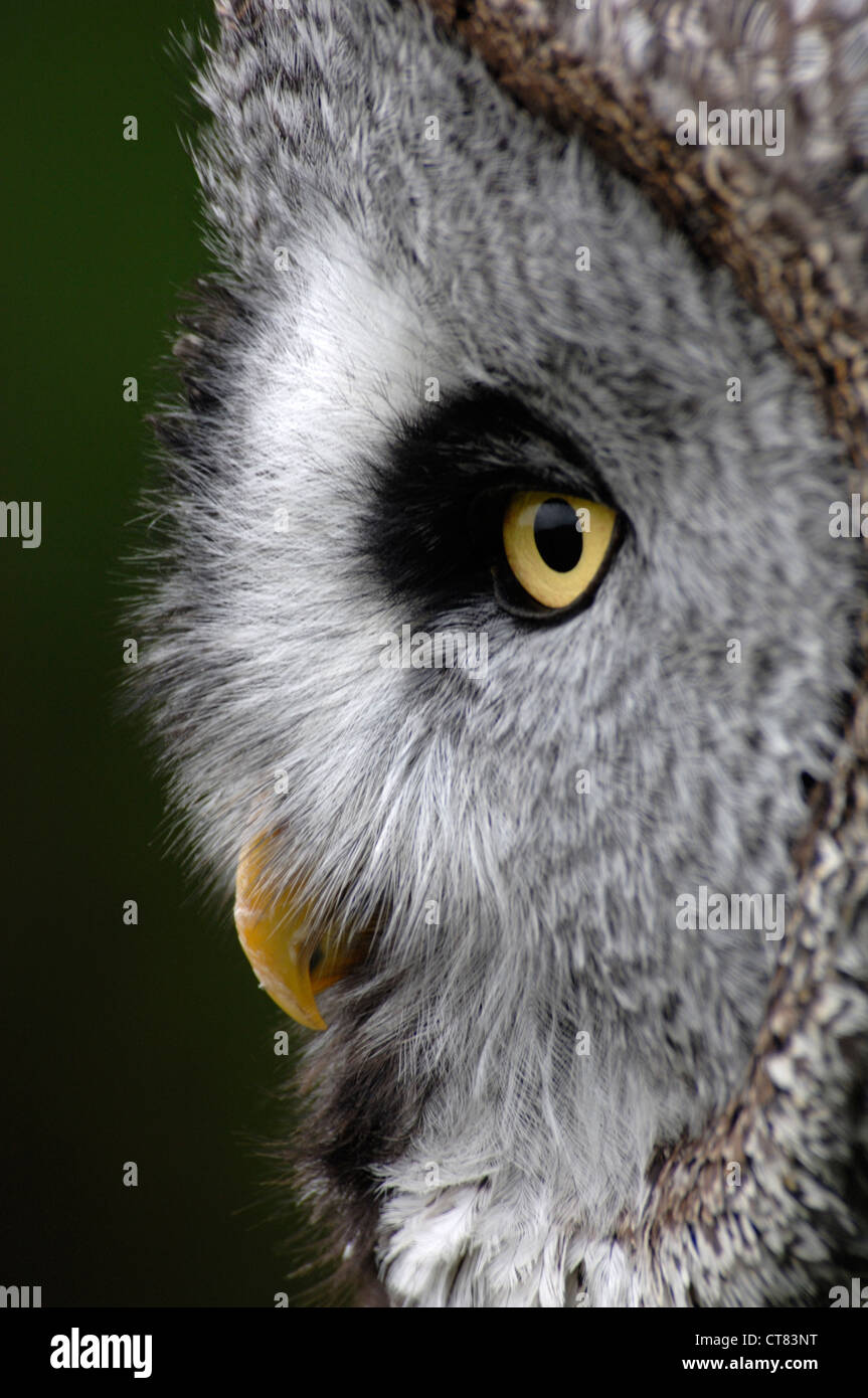 La faccia di un grande gufo grigio Foto Stock