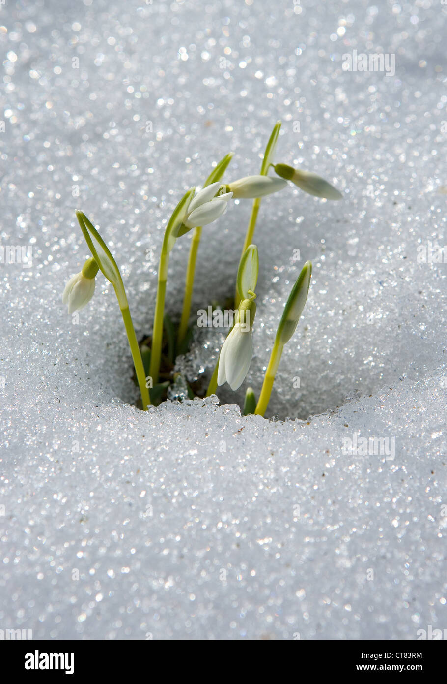 Icona di registrazione - Snowdrop Foto Stock