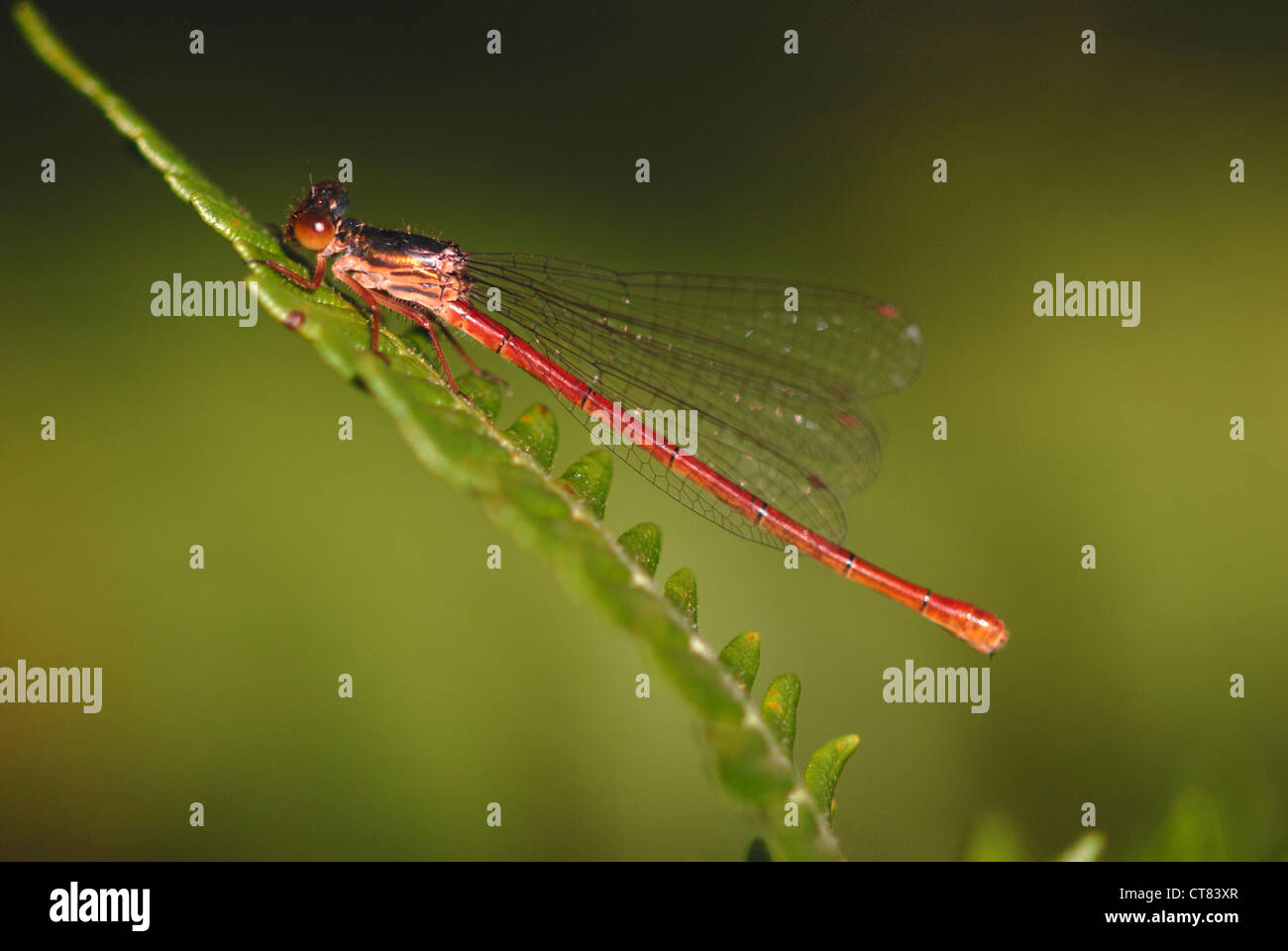 Un piccolo rosso damselfly a riposo su una felce REGNO UNITO Foto Stock