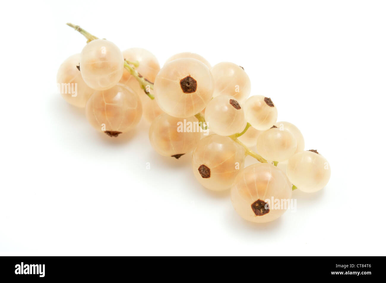 Ribes bianco su sfondo bianco Foto Stock