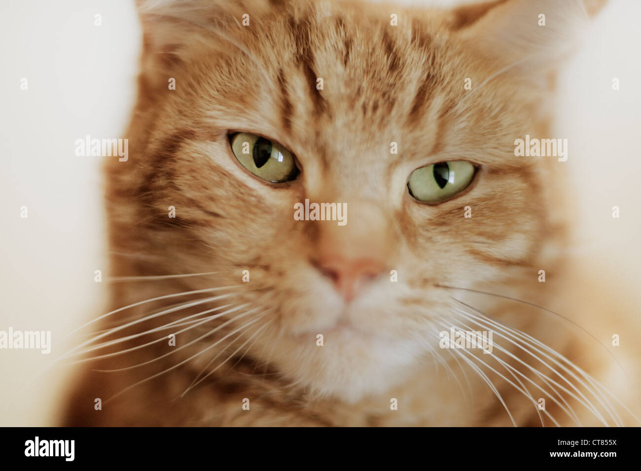 Close up ritratto di un gatto di casa, non guardare veramente tutti carini e peluche di più come è visto qualcosa che vuole Foto Stock