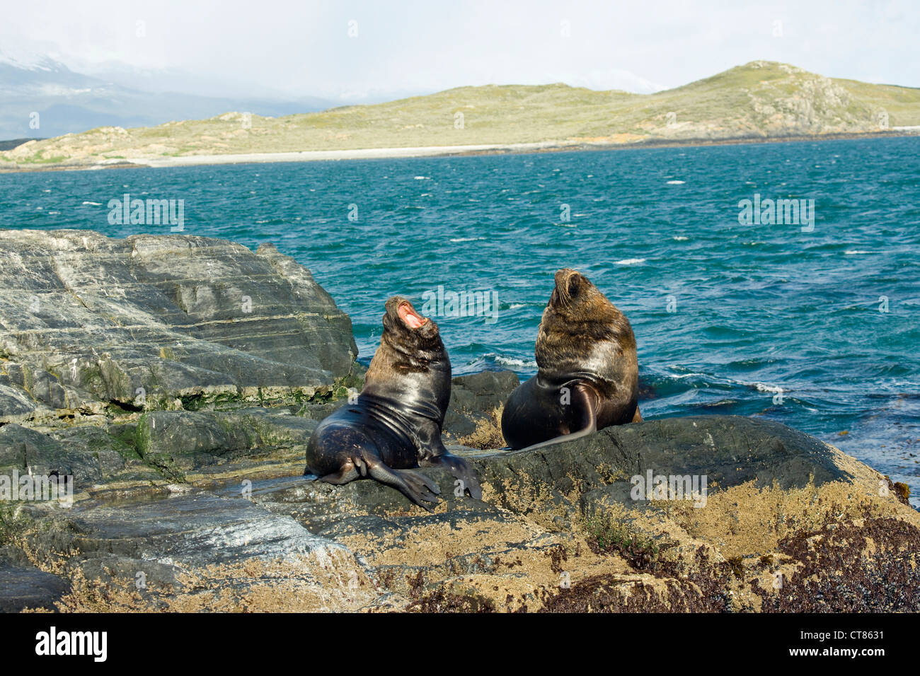 Maschio di leone marino sudamericano su Isla de Pajaros nel Canale di Beagle Foto Stock