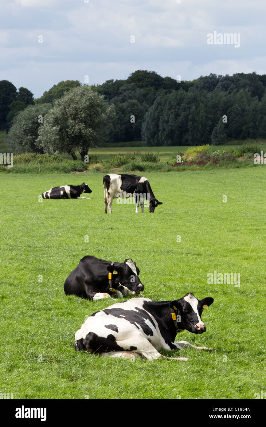 Bianco e nero vacche su terreni agricoli Foto Stock