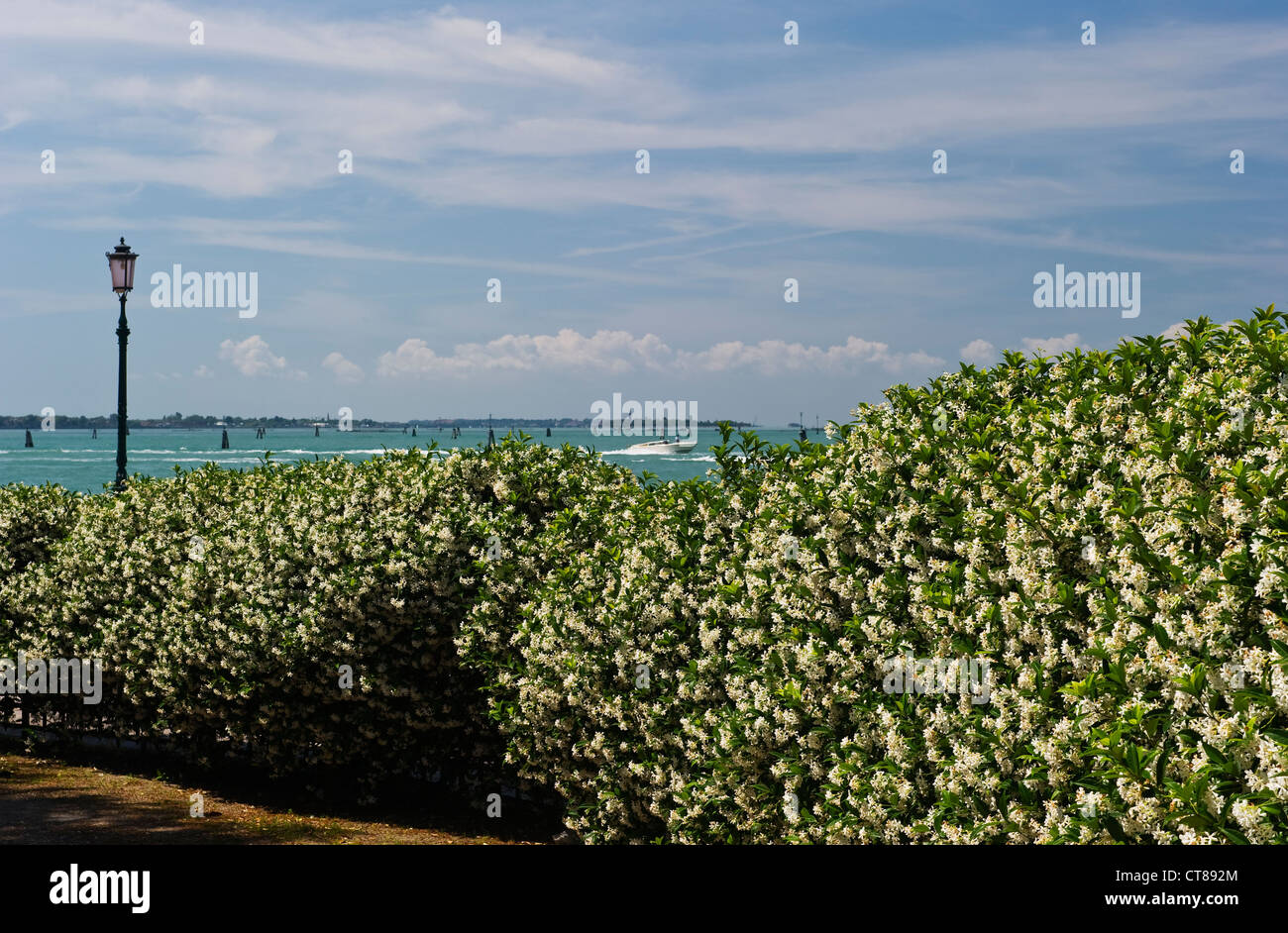 Una siepe fiorente del profumato trachelospermum jasminoides di fronte ai Giardini della Biennale di Venezia Foto Stock