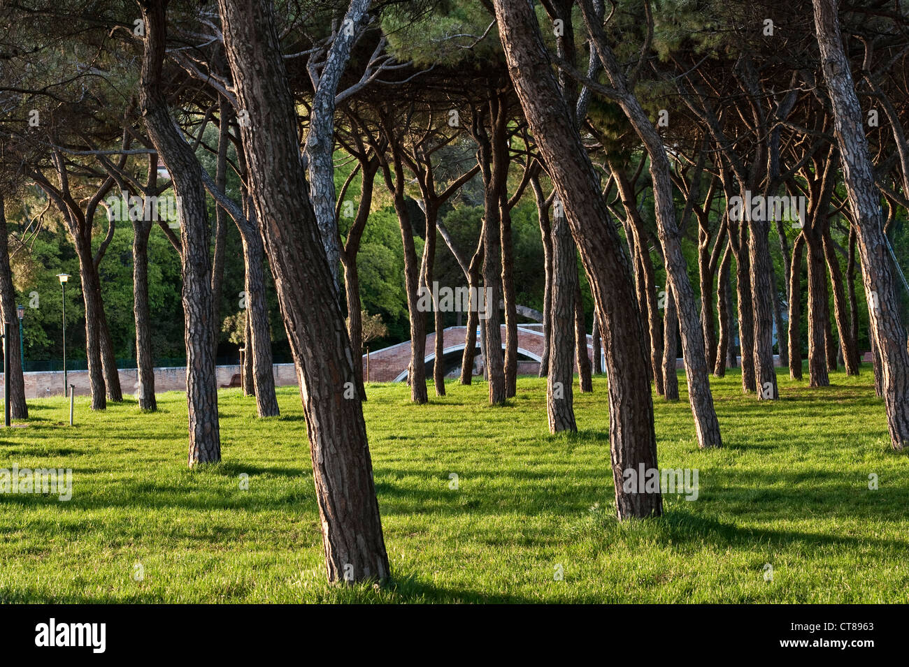 Pini a Sant'Elena, Venezia, Italia, uno dei più grandi spazi verdi pubblici della città Foto Stock