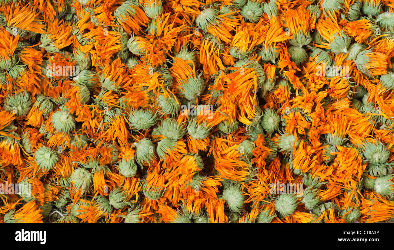 Calendula secca Foto Stock