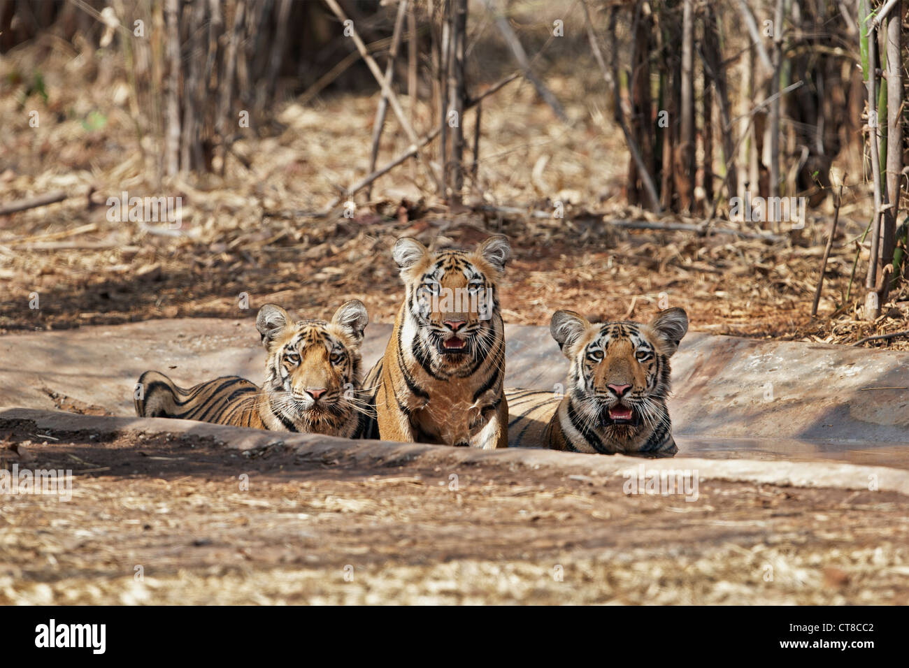Wagdoh cuccioli di tigre il raffreddamento a Tadoba foresta, India. [Panthera Tigris] Foto Stock