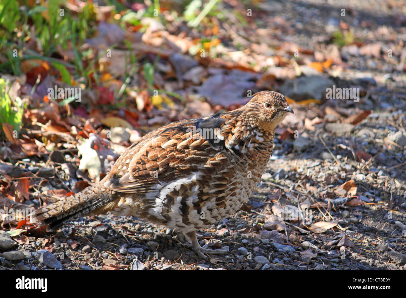 Ruffed grouse in autunno sun. Foto Stock