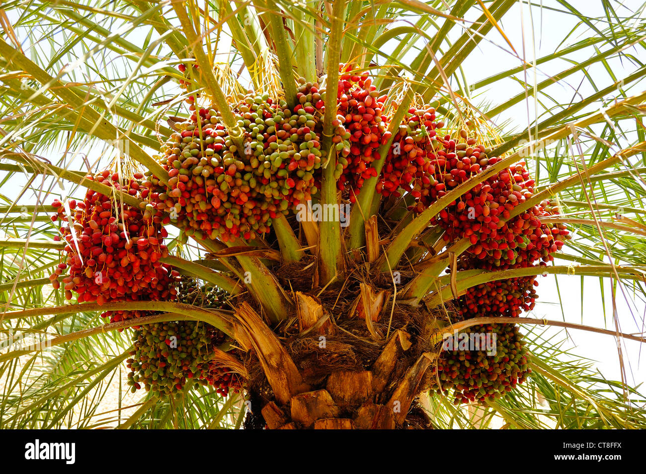 Data Palm con date, Nizwa, Oman Foto Stock