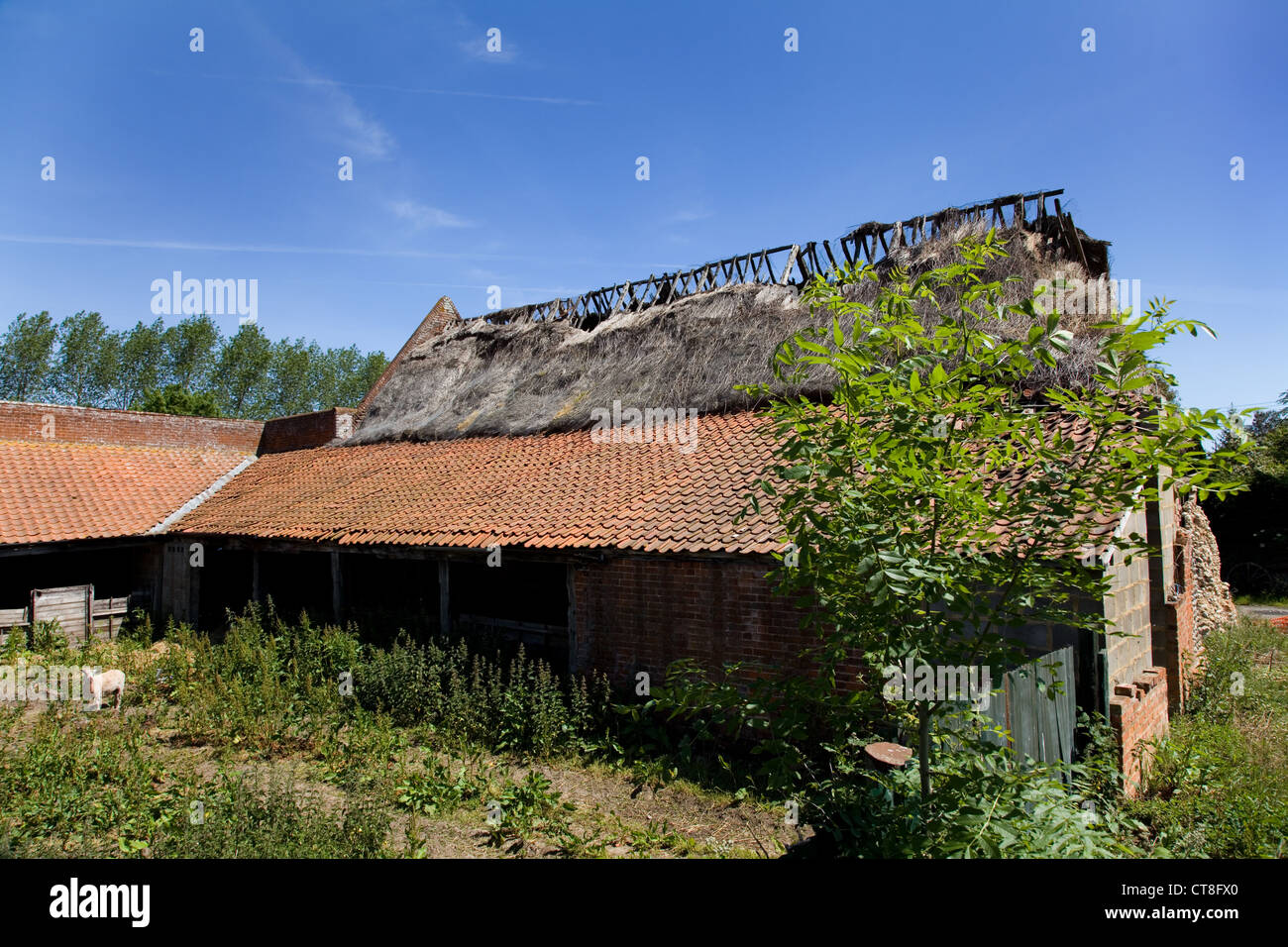 Con il tetto di paglia vecchia & piastrellate farm barn che sta crollando in rurale,NORFOLK REGNO UNITO con un cielo blu Foto Stock