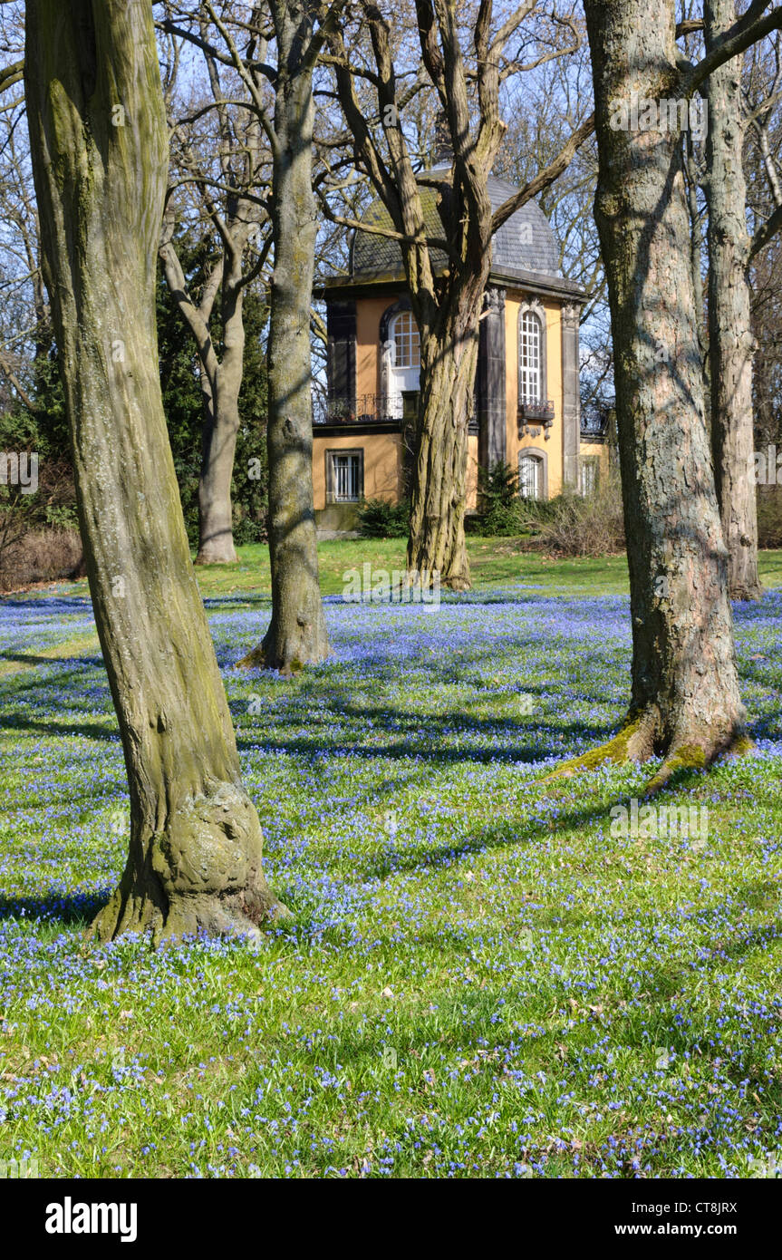 Siberian squill (scilla siberica), lindener bergfriedhof, Hannover, Germania Foto Stock