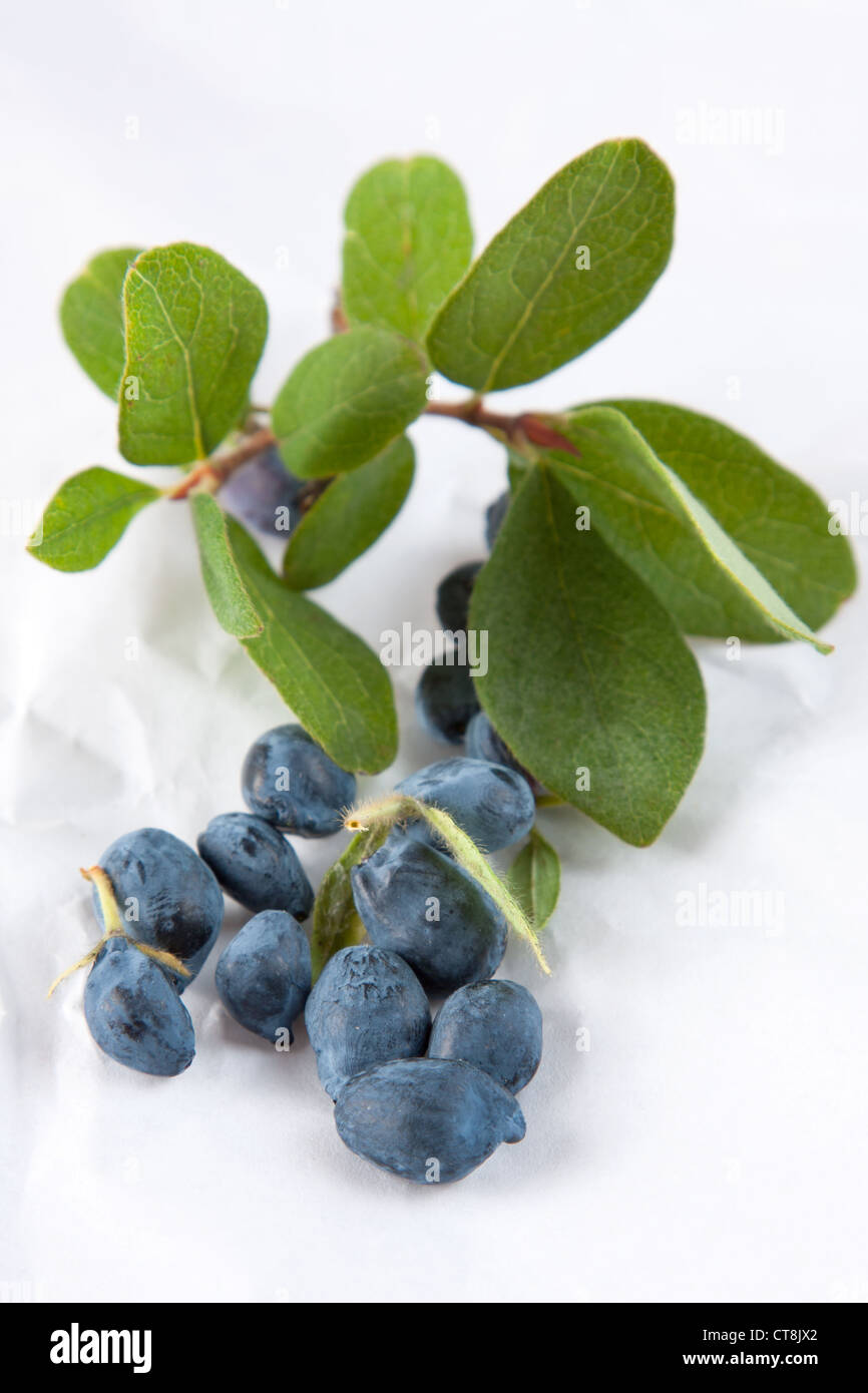 Caprifoglio foglie e bacche Foto Stock