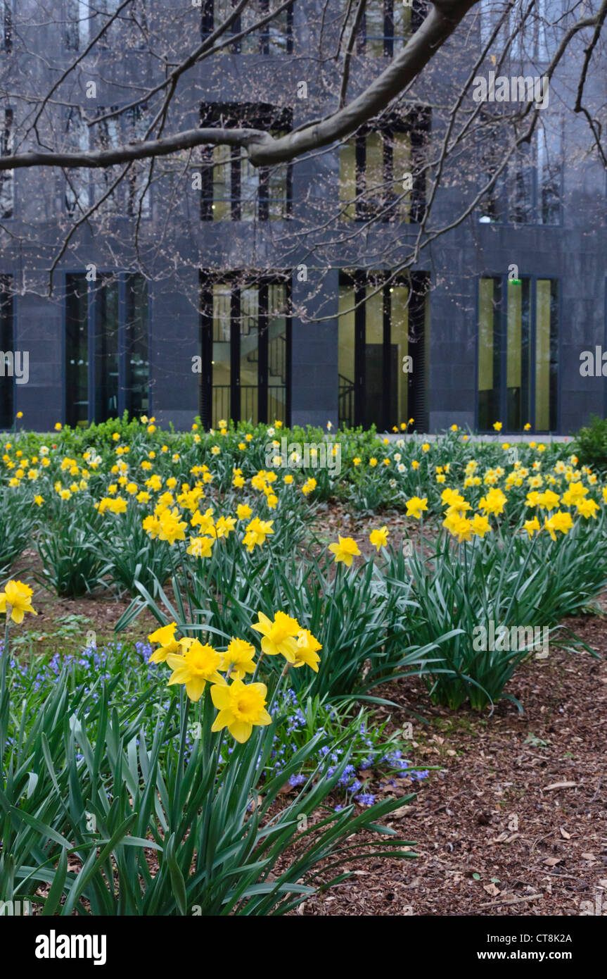 I narcisi selvatici (Narcissus pseudonarcissus) al presidente federale dell'ufficio, Berlino, Germania Foto Stock