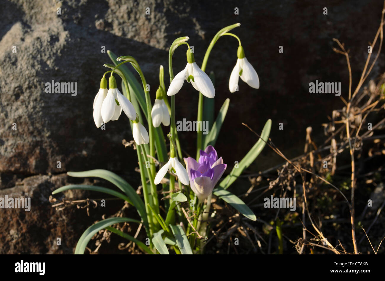 Comune (snowdrop Galanthus nivalis) e primi crocus (crocus tommasinianus) Foto Stock