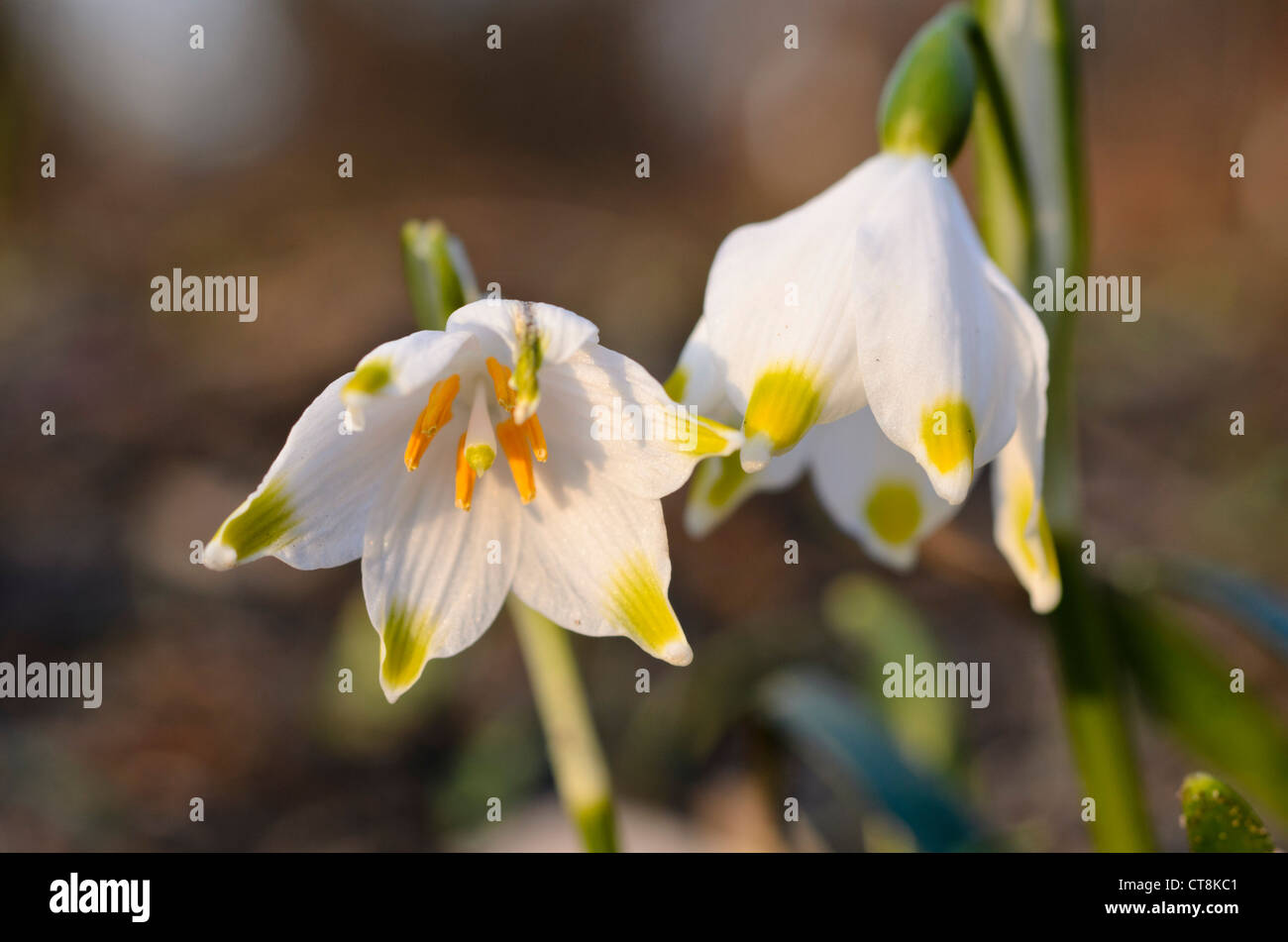 Il simbolo del fiocco di neve di primavera (leucojum vernum) Foto Stock