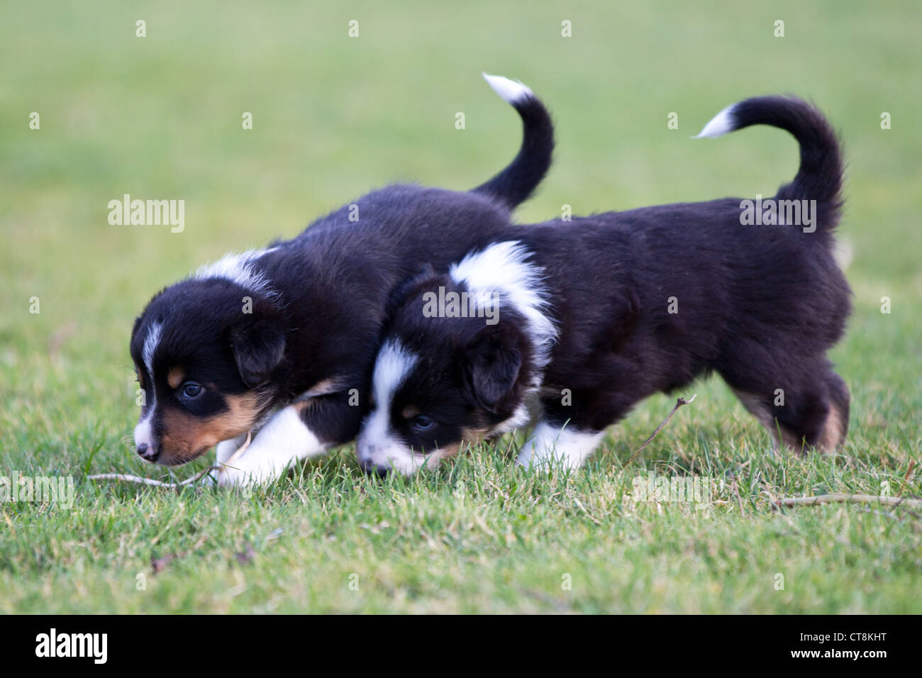 Border Collie cuccioli, in bianco e nero di cuccioli Foto Stock