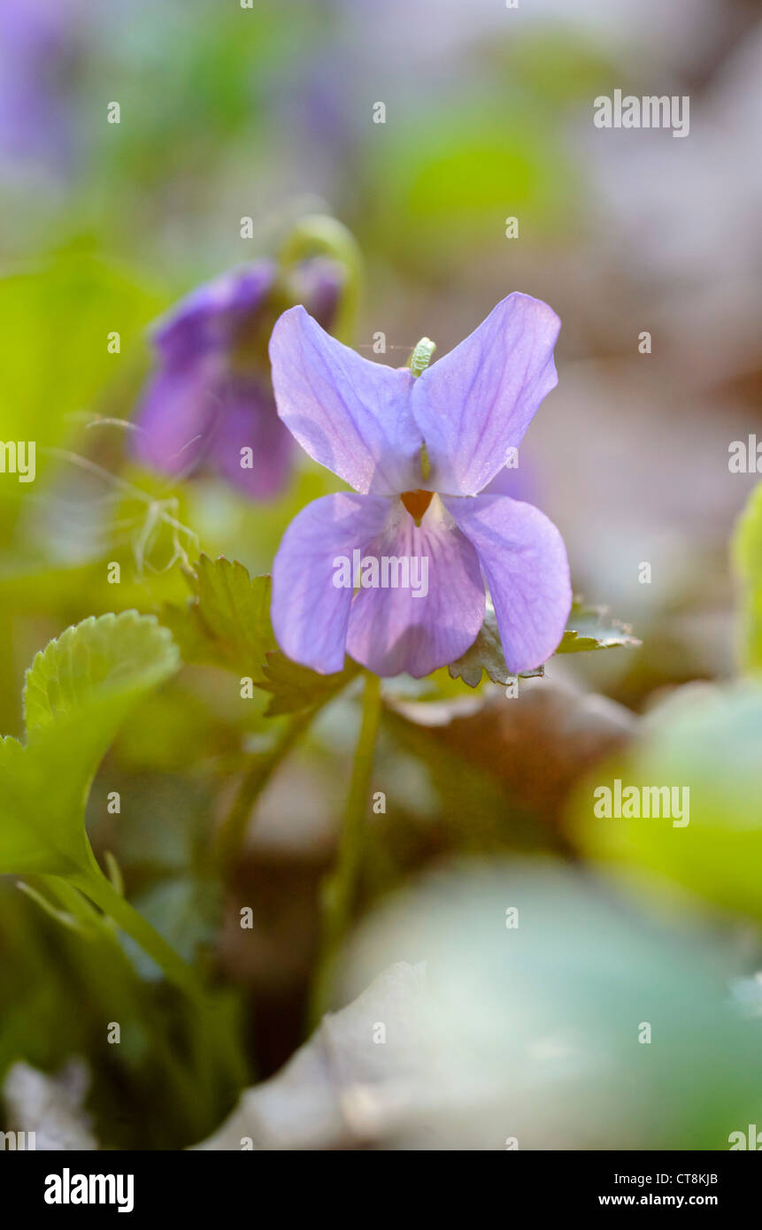 Viola Mammola (viola odorata) Foto Stock