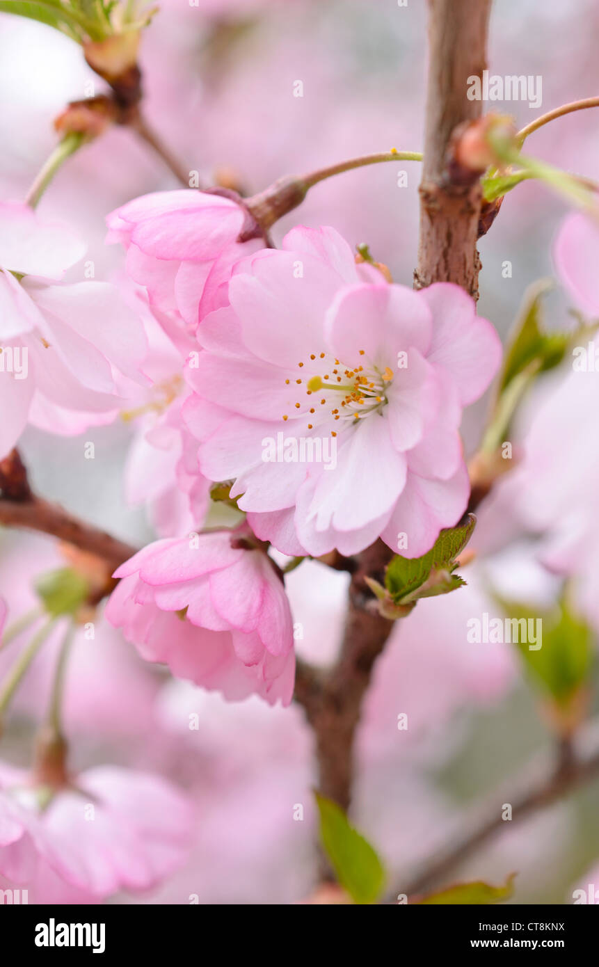 Autunno ciliegio (Prunus subhirtella x sargentii 'riconoscimento') Foto Stock