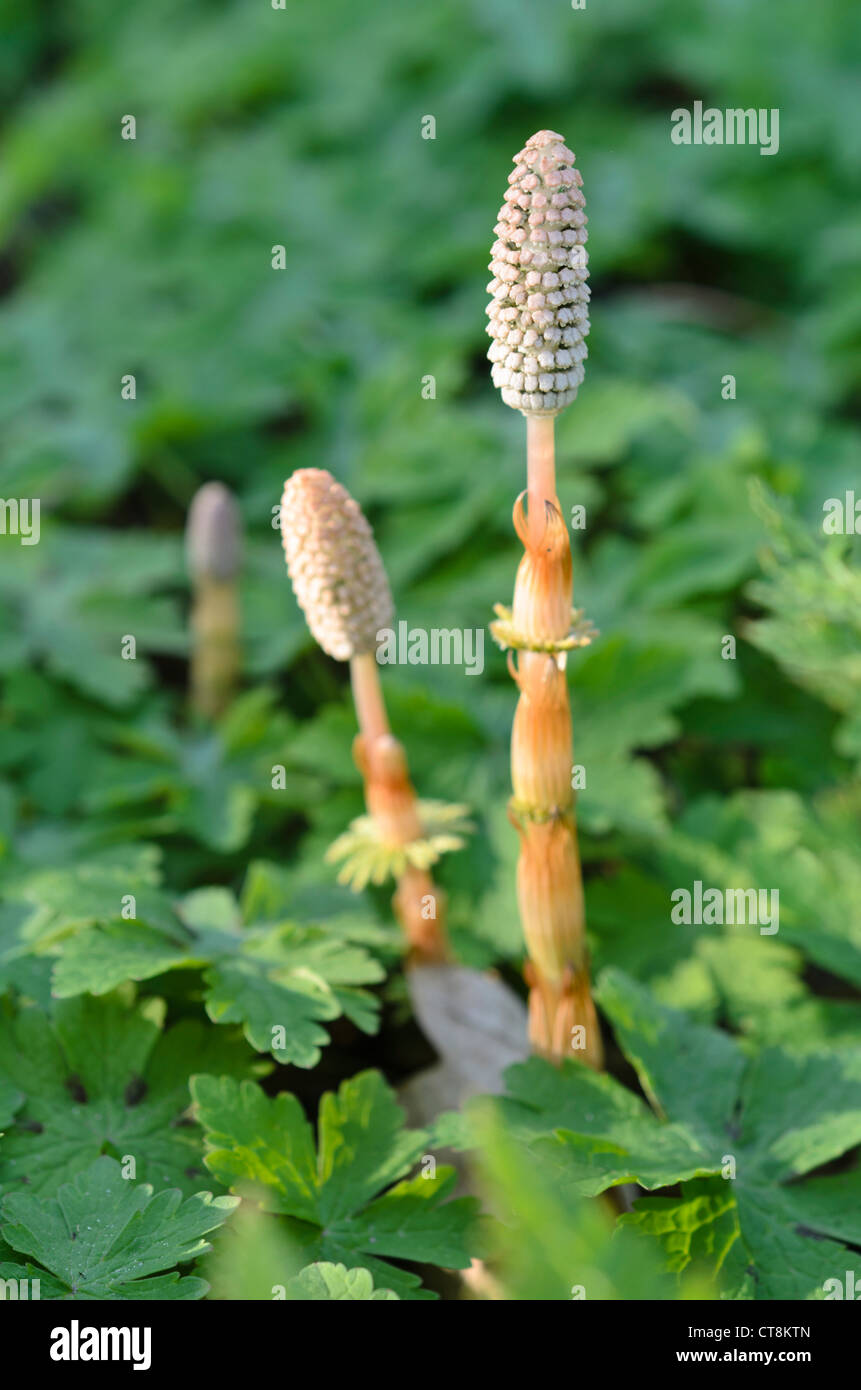 Legno equiseto (equisetum sylvaticum) Foto Stock