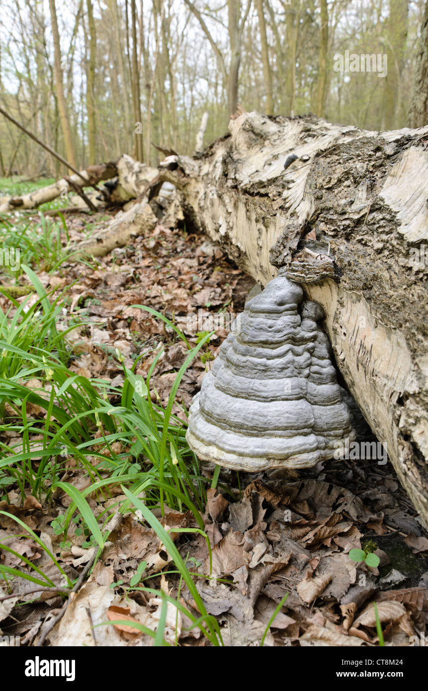 La betulla (Betula), tinder fungo (Fomes fomentarius) e pochi porro fiorito (allium paradoxum) Foto Stock