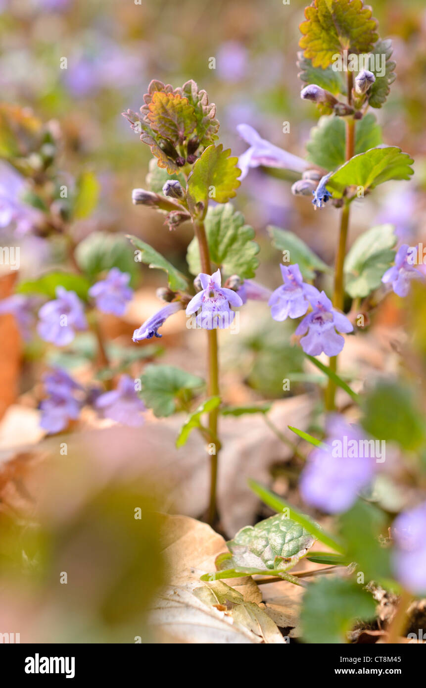 Massa edera (glechoma hederacea) Foto Stock