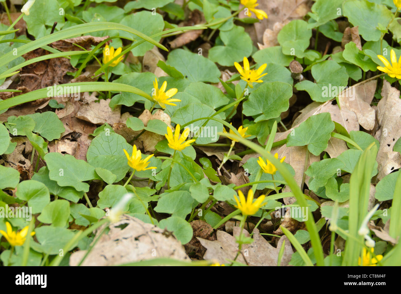 Lesser celandine (ficaria verna syn. ranunculus ficaria) e pochi porro fiorito (allium paradoxum) Foto Stock