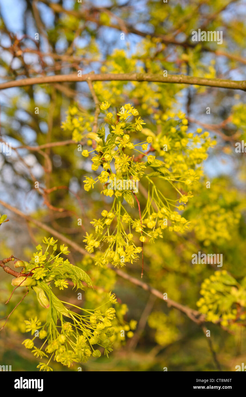 Norvegia (acero Acer platanoides) Foto Stock