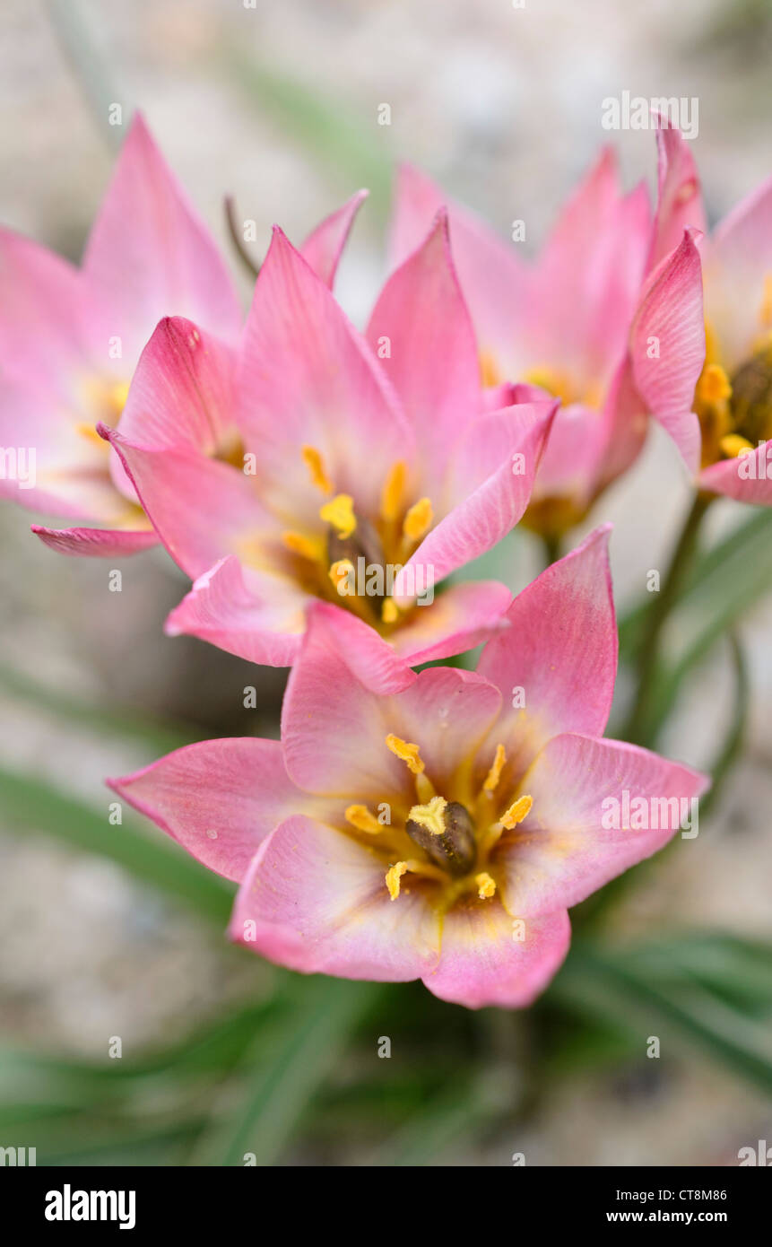 Tulipano selvatico (tulipa aucheriana) Foto Stock