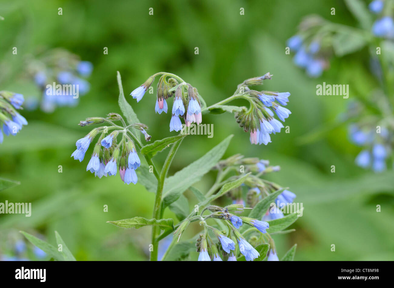 Blu (comfrey symphytum azureum) Foto Stock