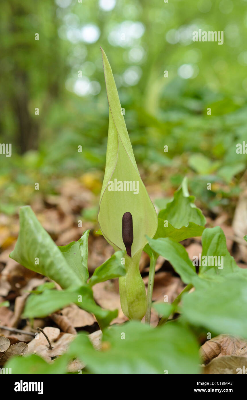 Il cuculo pinta (arum maculatum) Foto Stock