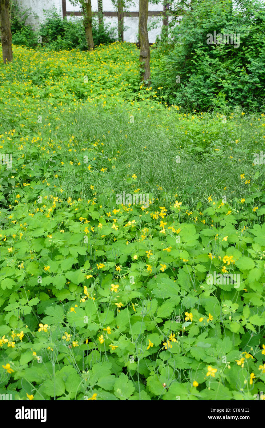 Maggiore celandine (chelidonium majus) Foto Stock