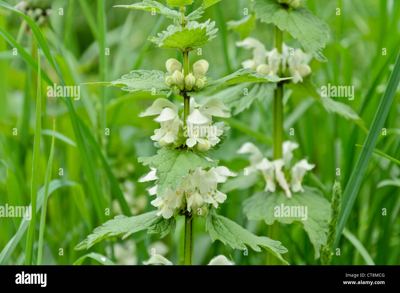 Morti Bianche di ortica lamium (album). Foto Stock