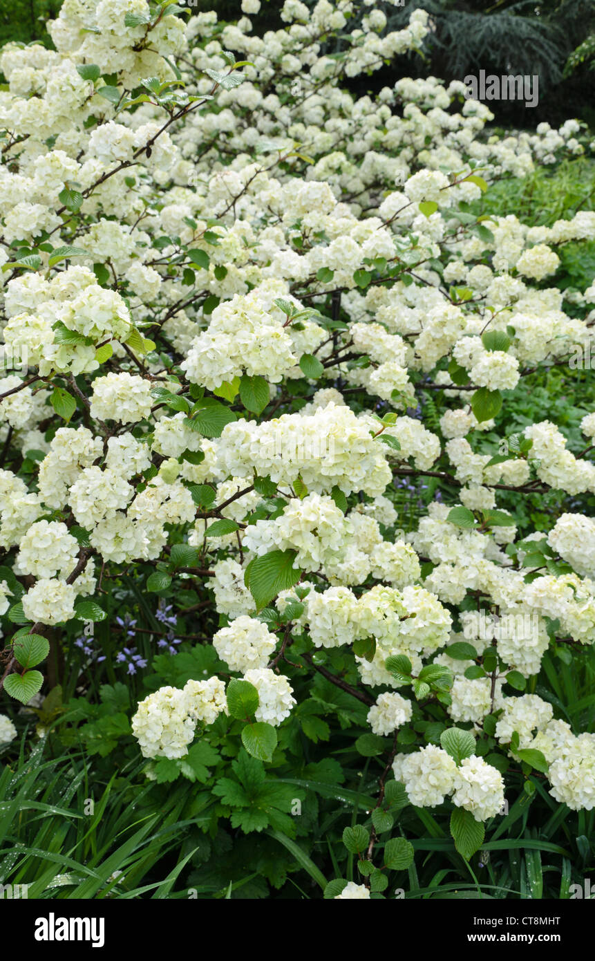 Snowball giapponese (viburnum plicatum 'rotundifolium') Foto Stock
