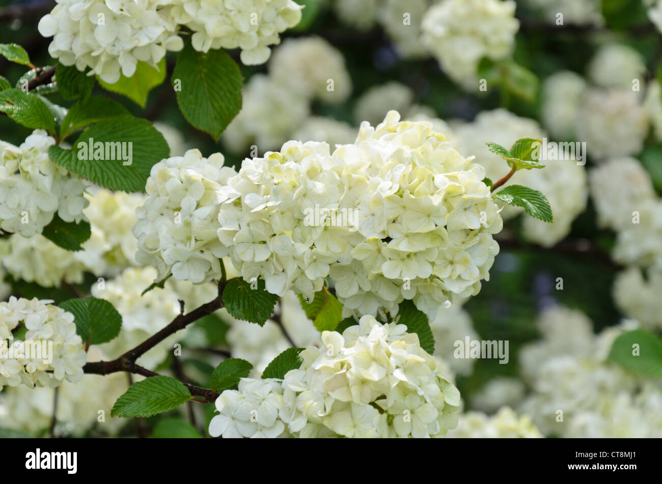 Snowball giapponese (viburnum plicatum 'rotundifolium') Foto Stock