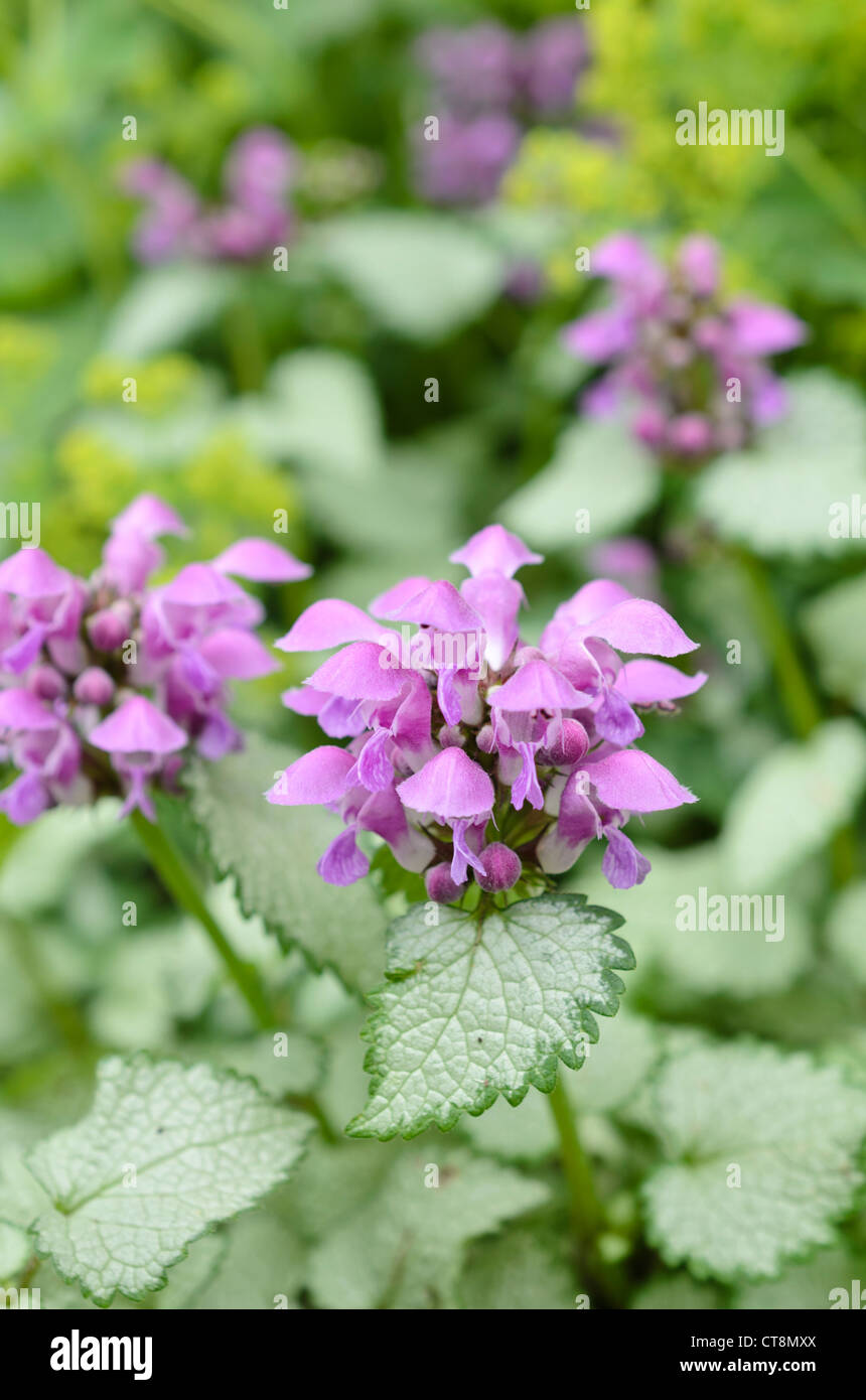 Avvistato dead ortica (lamium maculatum "faro argento") Foto Stock