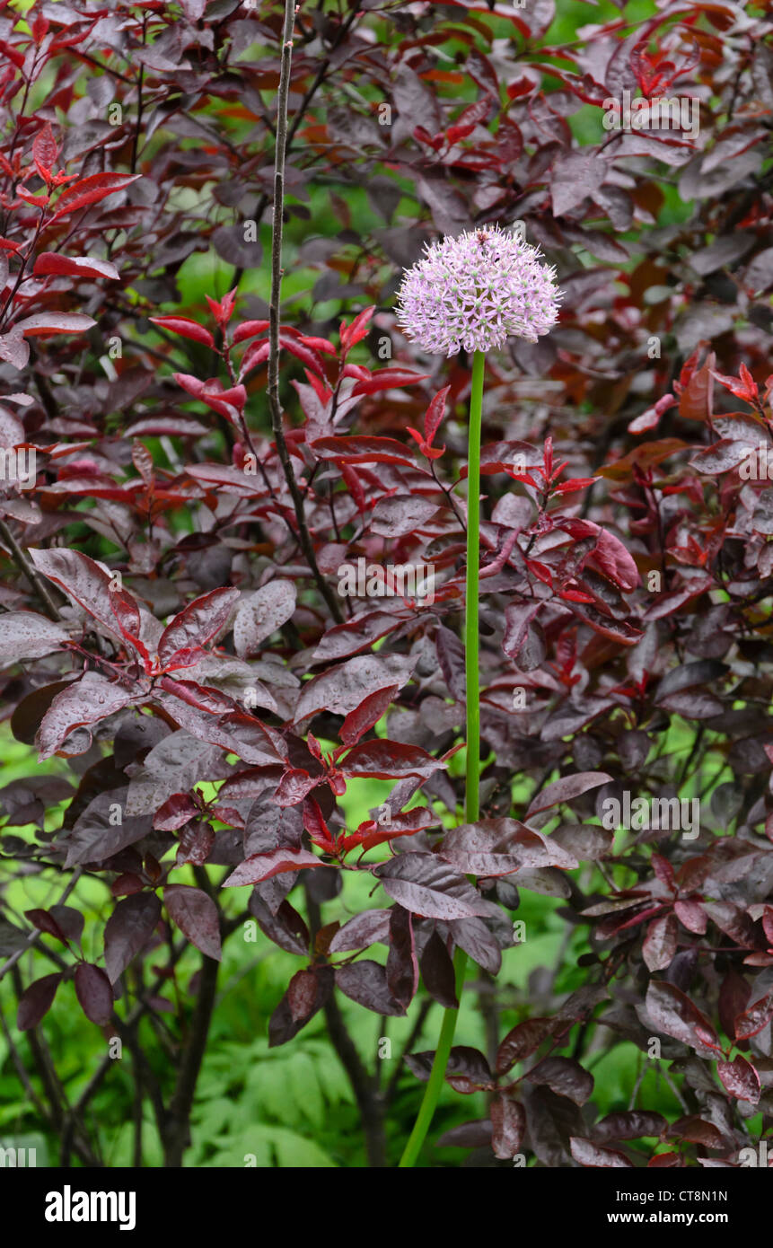 Cipolla ornamentali (allium) e foglia di viola Crespino (berberis thunbergii atropurpurea "') Foto Stock